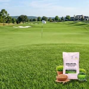 Stellar 4GL Perennial Ryegrass Seeds Pack of 5 LB (2.27 Kgs)