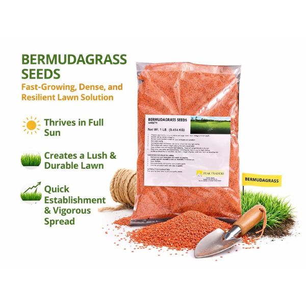 Maya Bermuda Doob Grass Seeds Pack of 1 LB (0.454 KG) - Image 4